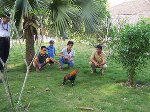 西双版纳斗鸡视频,激战正酣，热血沸腾的乡村竞技