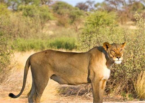 雄狮争霸占母狮视频,母狮间的权力角逐与生存法则